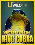 National Geographic: Загадки королевской кобры (2009)